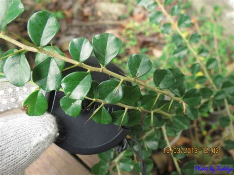 凹頭畏芝|花蓮高農 植物園區: 拓樹